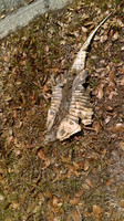 armadillo lunch