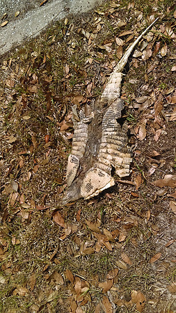 flat dillo carcass