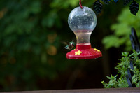 Hummingbirds July 2015