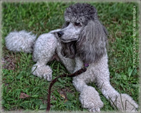 Dolce